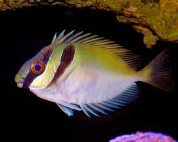 Poisson lapin à double barre (Siganus virgatus)