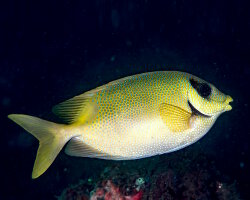 Poisson lapin à points bleus (Siganus corallinus) Poisson lapin à points bleus (Siganus corallinus)