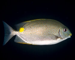 Poisson lapin rayé (Siganus lineatus)