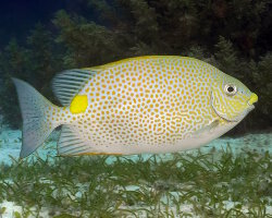 Poisson lapin tacheté d'or (Siganus guttatus) Poisson lapin tacheté d'or (Siganus guttatus)