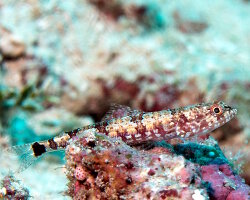 Poisson lézard à taches noires (Synodus jaculum)