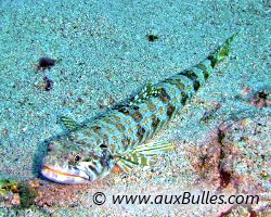 Poisson lézard, anoli (Synodus intermedius)