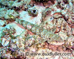 Poisson lézard, anoli (Synodus intermedius)
