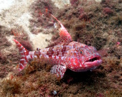 Poisson lézard sergent Baker (Latropiscis purpurissatus)