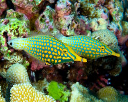 Poisson lime à taches orange (Oxymonacanthus longirostris)