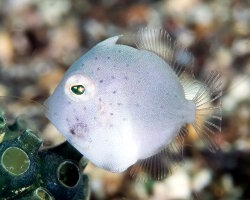 Taylor's pygmy leatherjacket (Brachaluteres taylori) Taylor's pygmy leatherjacket (Brachaluteres taylori)