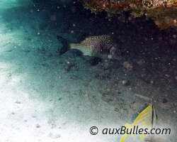 Lippu croupia (Anisotremus surinamensis)