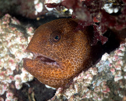 Poisson loup à ocelles (Anarrhichthys ocellatus)