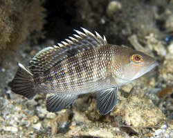 Loup de mer noir (Centropristis striata)