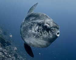 Le poisson lune à bosse Le poisson lune à bosse