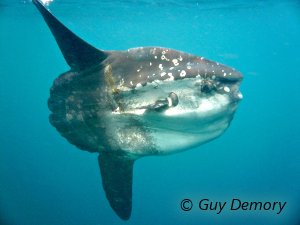 Le poisson-lune observé était d’une taille exceptionnelle ! Le poisson-lune observé était d’une taille exceptionnelle !