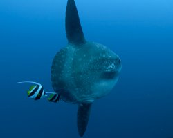 Poisson lune (Mola mola)