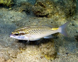 Mamila arabe (Scolopsis ghanam) Mamila arabe (Scolopsis ghanam)