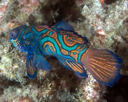 Poisson mandarin (Synchiropus splendidus)