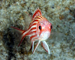 Marignan rouget (Sargocentron rubrum)