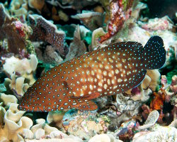 Mérou à étoiles bleues (Cephalopholis cyanostigma)