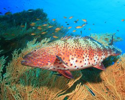 Mérou corallien de mer Rouge (Plectropomus pessuliferus)