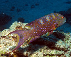 Mérou croissant de lune (Variola louti) Mérou croissant de lune (Variola louti)