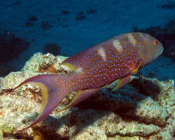 Mérou croissant de lune (Variola louti)