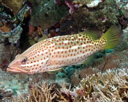 Mérou élégant (Anyperodon leucogrammicus) Mérou élégant (Anyperodon leucogrammicus)