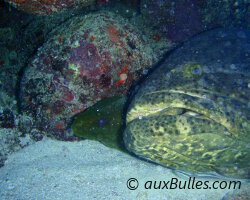 Mérou géant (Epinephelus itajara)