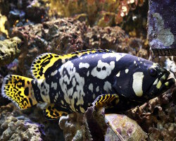 Mérou géant (Epinephelus lanceolatus) Mérou géant (Epinephelus lanceolatus)