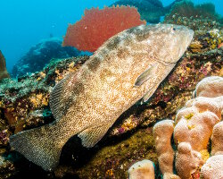 Leopard grouper (Mycteroperca rosacea) Leopard grouper (Mycteroperca rosacea)