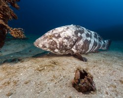 Malabar grouper (Epinephelus malabaricus) Malabar grouper (Epinephelus malabaricus)