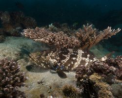 Mérou marbré marron (Epinephelus fuscoguttatus)