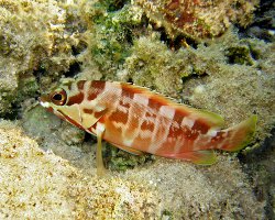 Mérou oriflamme (Epinephelus fasciatus)