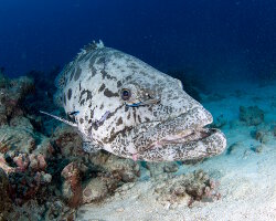 Mérou patate (Epinephelus tukula)