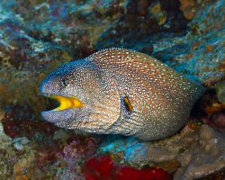 Murène à bouche jaune (Gymnothorax nudivomer) Murène à bouche jaune (Gymnothorax nudivomer)