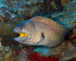 Murène à bouche jaune (Gymnothorax nudivomer)