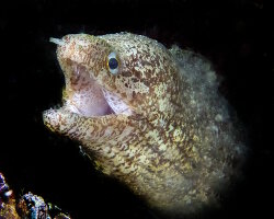 Murène à nageoire rayée (Gymnothorax zonipectis)