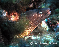 Murène commune (Muraena helena) Murène commune (Muraena helena)