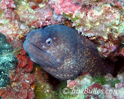 Mediterranean moray eel (Muraena helena) Mediterranean moray eel (Muraena helena)