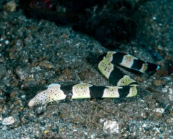 Murène de vase à anneaux noirs (Gymnothorax chlamydatus)