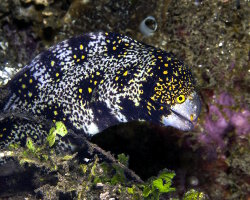 Snowflake moray (Echidna nebulosa) Snowflake moray (Echidna nebulosa)