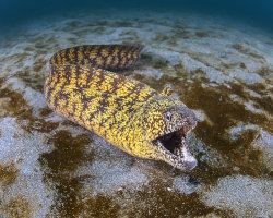 Murène Kidako (Gymnothorax kidako) Murène Kidako (Gymnothorax kidako)