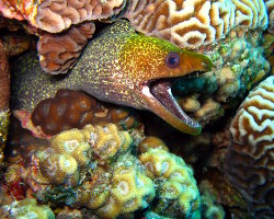 Murène ondulante (Gymnothorax undulatus) Murène ondulante (Gymnothorax undulatus)