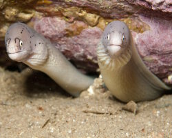 Murène tatouée (Gymnothorax griseus) Murène tatouée (Gymnothorax griseus)
