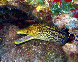 Fangtooth moray (Enchelycore anatina) Fangtooth moray (Enchelycore anatina)