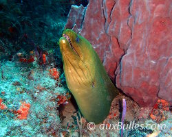 Murène verte (Gymnothorax funebris)