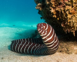 Murène zèbre (Gymnomuraena zebra)