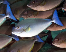 Nason à queue bleue (Naso caeruleacauda) Nason à queue bleue (Naso caeruleacauda)