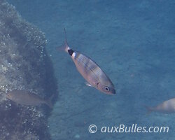 Saddled seabream (Oblada melanurus) Saddled seabream (Oblada melanurus)