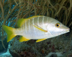 Schoolmaster snapper (Lutjanus apodus) Schoolmaster snapper (Lutjanus apodus)