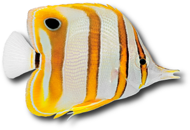 Le poisson papillon à bandes cuivrées (Chelmon rostratus) © Johannesk | Dreamstime.com Le poisson papillon à bandes cuivrées (Chelmon rostratus) © Johannesk | Dreamstime.com