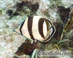 Poisson papillon à bandes noires (Chaetodon striatus)