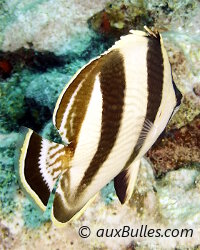 Poisson papillon à bandes noires (Chaetodon striatus) Poisson papillon à bandes noires (Chaetodon striatus)